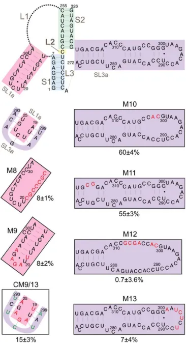 Figure 7. Retrotransposition of mini‐Ty1his3AI elements with mutations in stem‐loops SL1a and SL3a. 