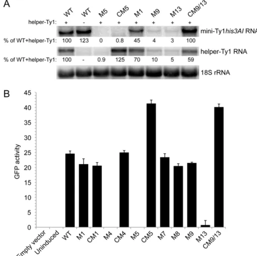 Figure 8. Levels of mini‐Ty1his3AI RNA bearing different mutations and helper‐Ty1 RNA. (A) Northern  blot analysis of strains carrying the pGAL1:mini‐Ty1his3AI plasmid harboring wild‐type Ty1 sequences  (WT) or mutant Ty1 sequences and the pGAL1:helper‐Ty1