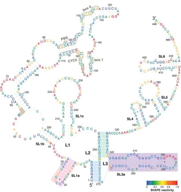 Figure 2. SHAPE reactivities and secondary structure model of the 5 0 leader of Ty1 RNA