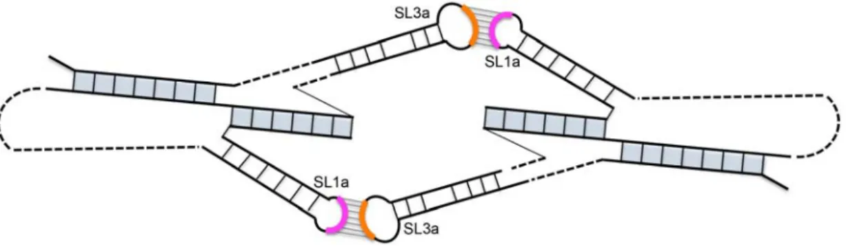 Figure 3. Model of a symmetrical Ty1 RNA kissing complex containing two Ty1 RNA pseudoknots interacting via two 7-base-pair intermolecular RNA duplexes formed between apical motifs in stem-loop SL1a (pink arc) and SL3a (orange arc)
