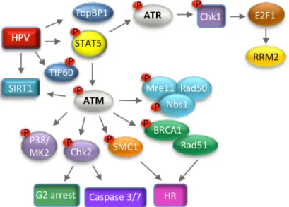 Figure 5. Modulation of the ATM and ATR DNA damage response pathways to promote productive  viral replication