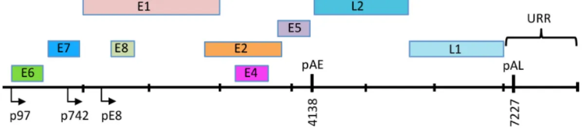 Figure 2. Linear depiction of the HPV31 genome. The open reading frames (ORF) are indicated by the  color blocks