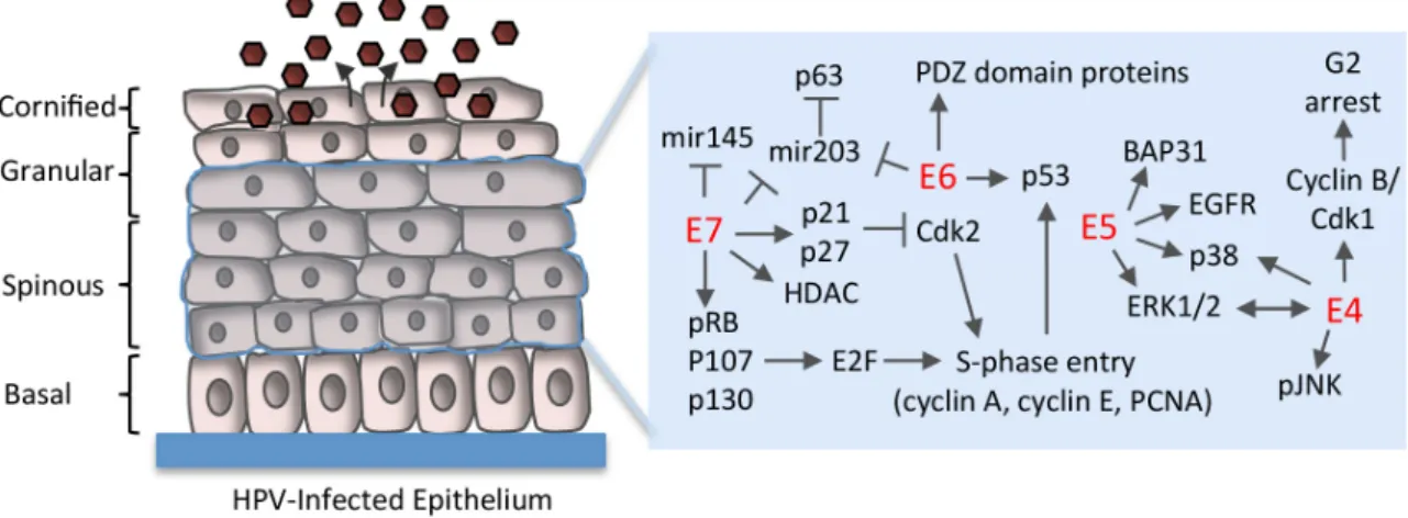 Figure 3. Cellular factors targeted by HPV proteins to maintain cell cycle competency in suprabasal  cells