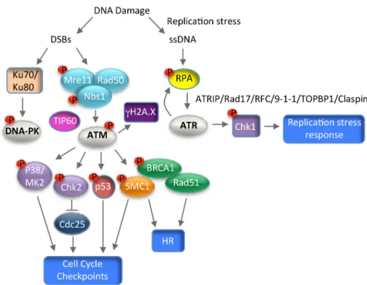 Figure 4. Schematic of the Ataxia-Telangiectasia Mutated (ATM), DNA-dependent Protein Kinase  (DNA-PK), and ATM and Rad3-related (ATR) DNA damage response pathways