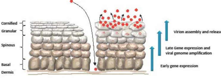 Figure 2. The HPV life cycle