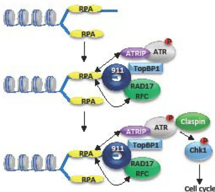 Figure 4. Schematic representation of the ATR DNA damage response pathway