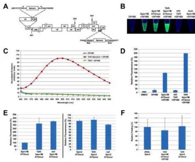 Figure 1. HIV RNAs containing Spinach are detectable in vitro
