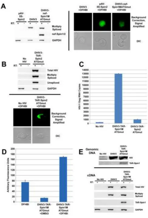 Figure 2. HIV-Spinach RNAs are detectable in cells and give rise to fluorometrically-detectable  virions