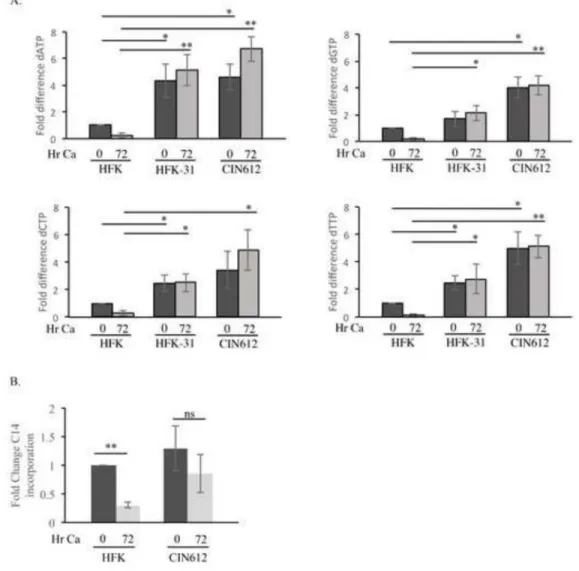 Figure 2. HPV31 positive cells exhibit elevated dNTP levels throughout the viral life cycle (A) Individual dNTP pools were measured in HFKs, HFK-31 cells, as well as CIN612 cells  prior to differentiation (T0) and after 72hr differentiation in high calcium