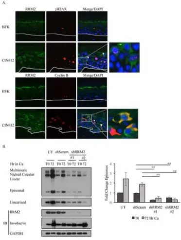 Figure 3. RRM2 is necessary for HPV31 replication