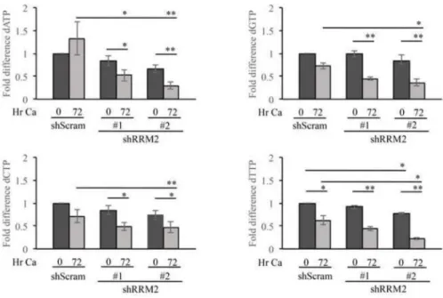 Figure 4. dNTP levels decrease in differentiating HPV31 positive cells upon RRM2 depletion CIN612 cells were transiently transduced with either a scramble control shRNA (shScram)  or one of two RRM2 shRNAs (shRRM2) for 72hrs