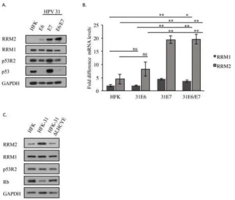 Figure 5. HPV31 E7 expression is sufficient and necessary to increase RRM2 levels