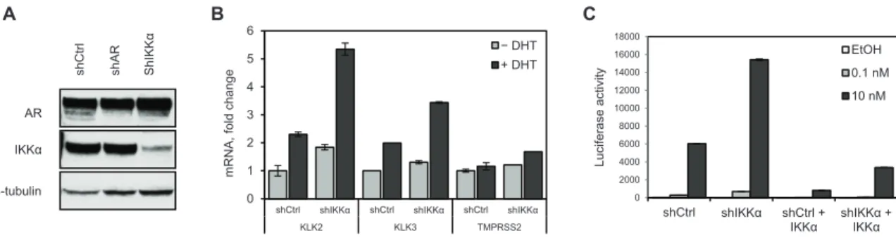 Figure 2.2. Stable knockdown of IKKα increases AR activity and can be rescued by  IKKα overexpression.
