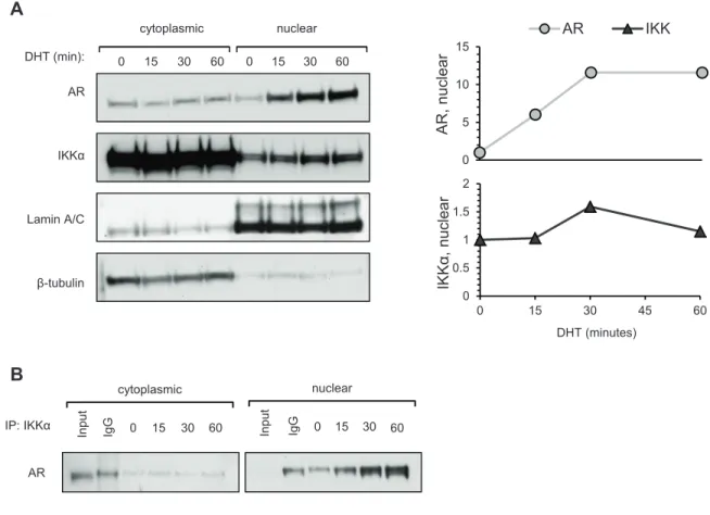 Figure 2.4. DHT induces robust nuclear accumulation of AR and slight accumulation  of IKKα.