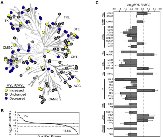 Figure 3.1. Application of MIB/MS to analyze the kinomes of drug-sensitive and  resistant leukemia cells.