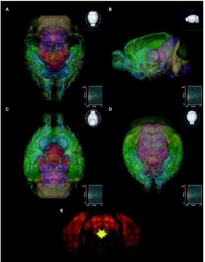 Figure 1. Dorsal raphe serotonergic neuronal projections 