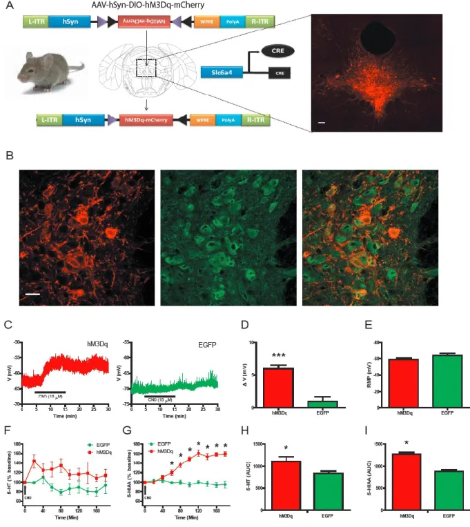 Figure 3. hM3Dq selectively expressed in DRN serotonergic neurons increases  membrane excitability and 5-HT release upon activation 