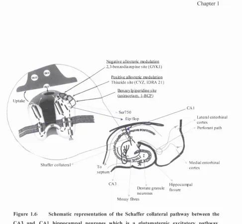 Figure 1.6 Schematic representation of the Schaffer collateral pathway between the 