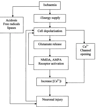 Figure 1.7 Potential paths leading to neuronal injury resulting from an episode ofintracellular Ca^^ causes excessive activation of Ca^-dependent enzymes