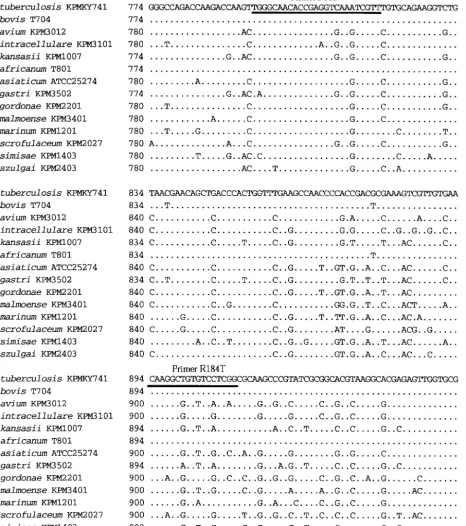 FIG. 3. Nucleotide sequence alignment of the gyrBM. tuberculosis gyrB genes from the 14 Mycobacterium species strains