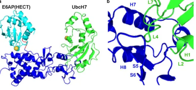 Figure 2.1. Cartoon representation of the UbcH7–E6AP crystal structure 11 . (a) The E6AP N-terminal  lobe (blue) and C-terminal lobe (cyan) are connected by a three residue hinge (red)