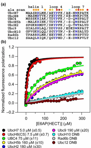 Figure 2.2. E6AP selectively interacts with UbcH7 and UbcH8. (a) Sequence alignment of the E3  binding regions of a subset of E2 enzymes
