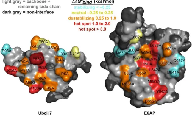 Figure 2.3. Mapping ∆∆G° bind  from alanine scan studies onto the UbcH7–E6AP structure