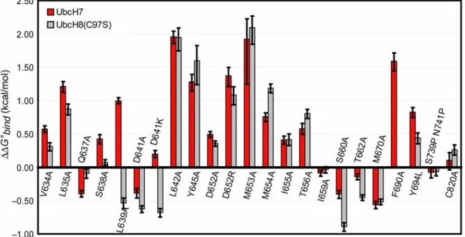 Figure 2.5. UbcH7 and UbcH8 form nearly identical interactions with E6AP. Bar graph comparing  the observed change in binding free energy of E6AP mutants for UbcH7 and UbcH8(C97S)