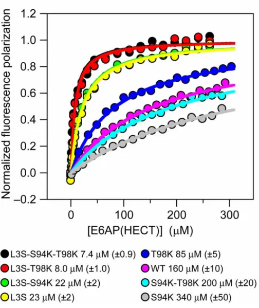 Figure 2.6. Rationally manipulating UbcH5b to enhance binding to E6AP. Three UbcH5b positions  were mutated and tested for their contribution to binding E6AP