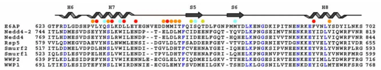 Figure 2.7. Multiple sequence alignment of the E2-binding subdomain of Rsp5 family members and  E6AP