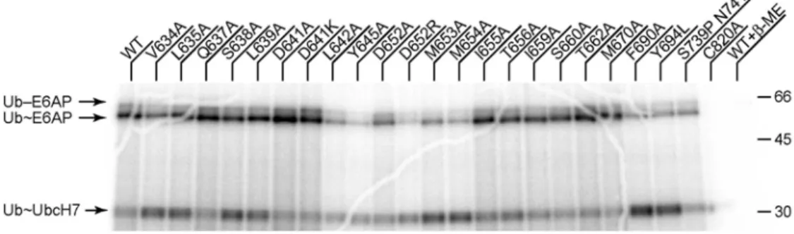 Figure 2.9. Duplicate ubiquitin transfer assay with E6AP mutants.