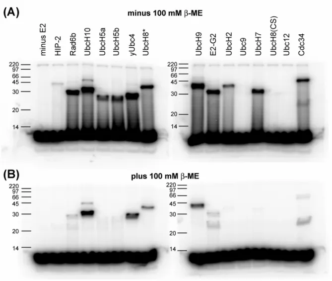 Figure 3.1. E1–E2 transthiolation assay.  The 15 recombinant E2s were tested for their ability form  ubiquitin thioester intermediates