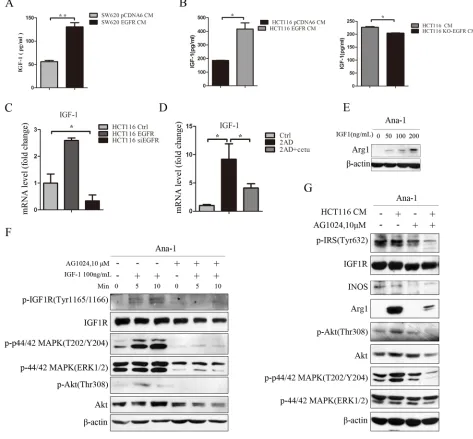 Figure 4: Colon cancer-derived IGF-1 promotes M2-like macrophage polarization. A. IGF-1 concentrations were determined by ELISA in SW620 and SW620 EGFR cell culture media