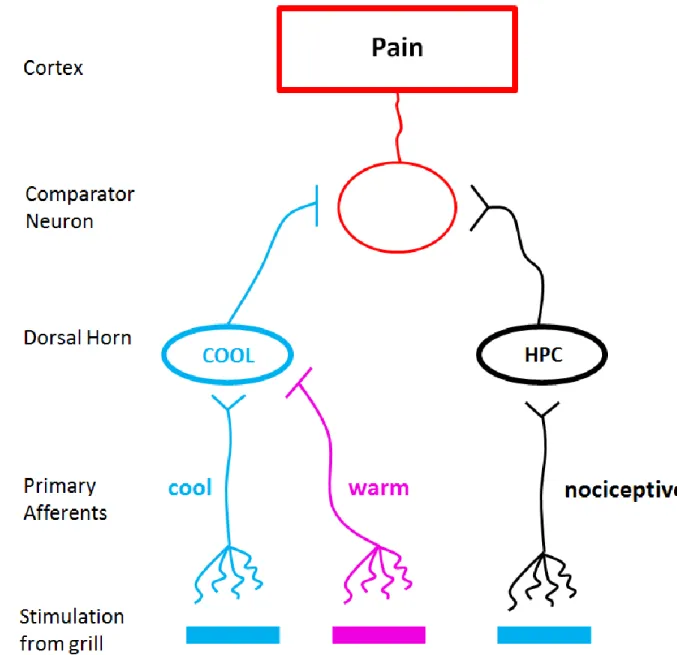 Figure  1.4  Disinhibition  theory.  Straight  lines  (–)  indicate  inhibitory  synapses  while  V- V-shaped endings indicate excitatory synapses