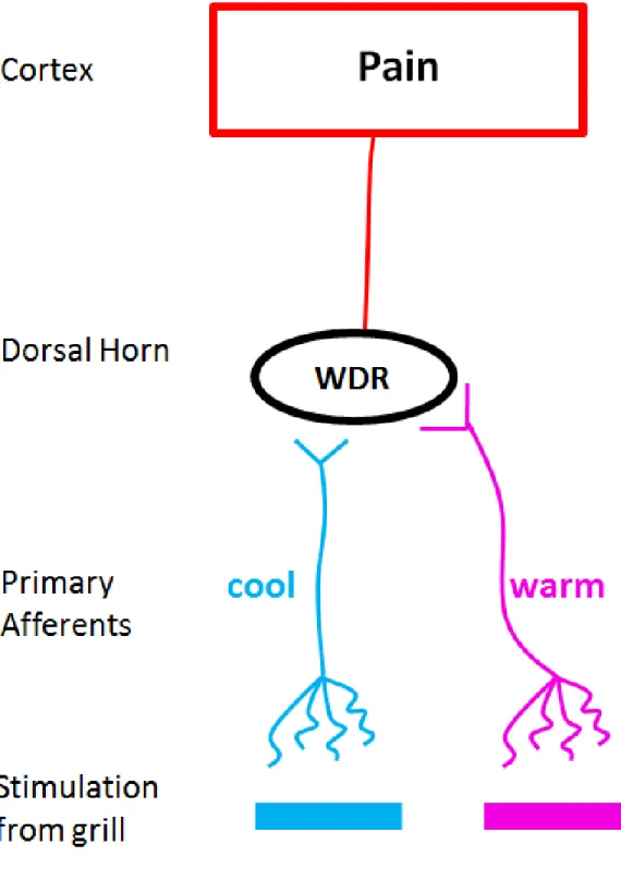 Figure  1.5  Spinal  addition  theory.  Straight  lines  (–)  indicate  inhibitory  synapses  while  V- V-shaped endings indicate excitatory synapses