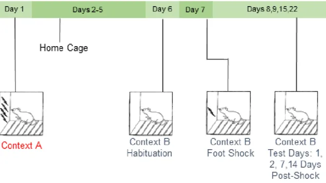 Figure 1.1 Stress-enhanced fear learning. In the SEFL paradigm in our laboratory,  rats are  exposed to 15 2 mA foot shocks in Context A