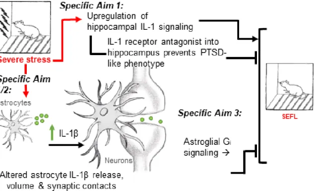 Figure 1.3 Experiments described in Chapters 2 through 4 address three Specific Aims. 