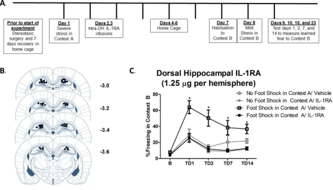Figure 2.1 Intra-dorsal hippocampal IL-1RA is sufficient to prevent SEFL. (A) Schematic  shows Experiment 2.1 timeline of surgical procedures, intra-DH microinfusions, and severe  stress exposure and contextual fear learning in the SEFL paradigm