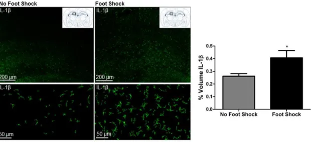 Figure  2.2  Severe  stress  increases  hippocampal  IL-1β  immunoreactivity.  The  stress- stress-induced  increase  in  hippocampal  IL-1β  that  we  previously  reported  is  replicated  here
