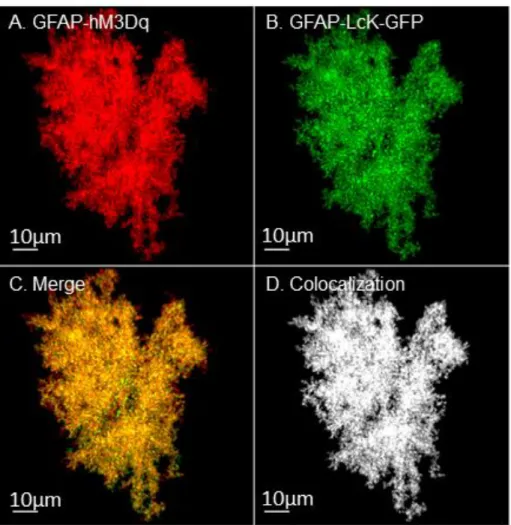 Figure  3.2  GFAP-hM3Dq  can  be  used  to  examine  astrocyte  morphology.  The  glial  Gq  DREADD construct GFAP-hM3Dq (A) colocalized with GFAP-Lck-GFP (B), suggesting that  GFAP-hM3Dq is also expressed in a membrane-dependent manner and can be used for