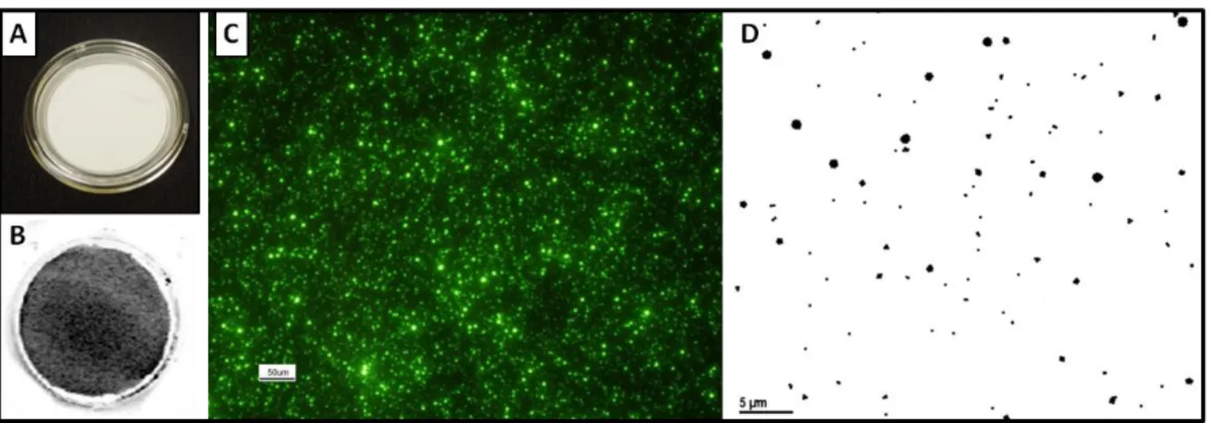 Figure 2-8:  Infrared, episcopic fluorescence, and TEM images are observed here: A) View of a new  Millicell-CM membrane without magnification