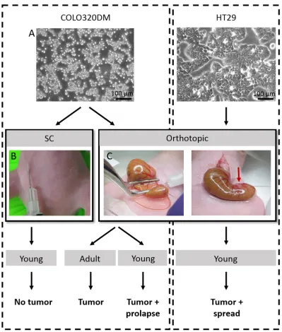 Figure 1: Overview of the performed in vivo experiments. A. Phase/contrast pictures of human CRC cell lines COLO320DM and HT29