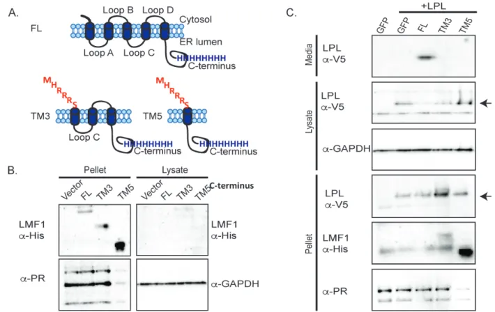 Figure 2.1 The N-terminal domain of LMF1 contributes to LPL maturation. 