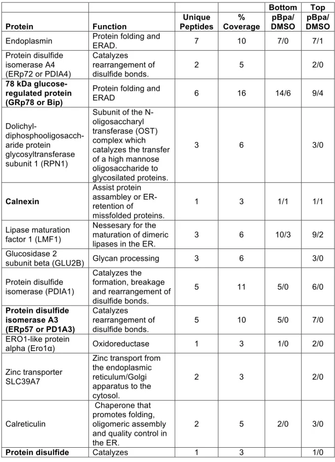 Table 3.2 Mass spectrometry candidates from pBpa crosslinking.  Bottom  Top  Protein  Function  Unique  Peptides  %  Coverage  pBpa/  DMSO  pBpa/  DMSO  Endoplasmin  Protein folding and 