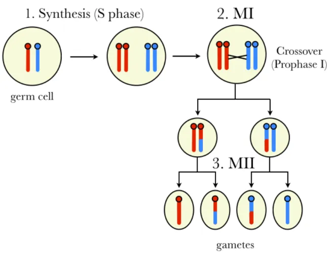 Figure 1.1: Simplified schematic of a mammalian meiosis. Two parental chromosomes (red and blue) are replicated during S phase (1)