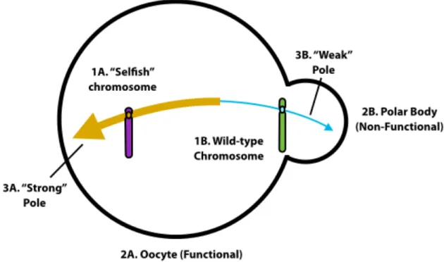 Figure 1.2: Meiotic drive is the non-Mendelian segregation of functionally different chromo- chromo-somes (1) that depends on asymmetric female meiosis (2) and the inequality of meiotic spindle poles (3)