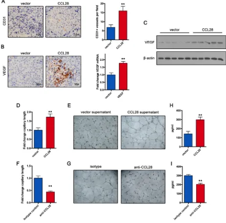 Figure 4: CCL28 enhances Treg-induced angiogenesis. A. Vasculature density in Hepa1-6 and Hepa1-6-CCL28 tumors determined by immunohistochemistry