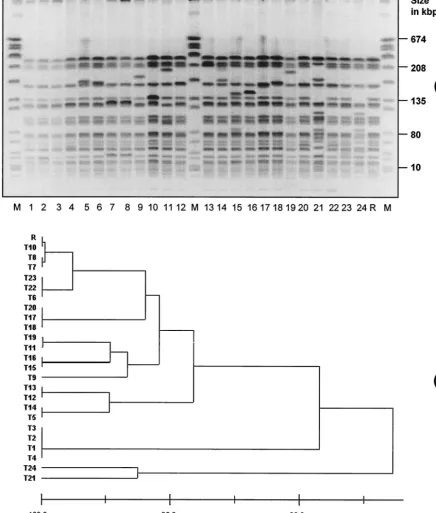 FIG. 1. (a) Macrorestriction patterns of SmaSmaI-digested genomic DNA of 24 transconjugants and recipient R (negated gel image)