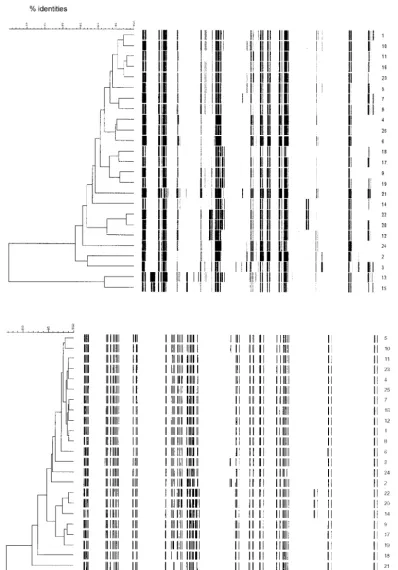 FIG. 3. AFLP typing for 24 transconjugants (1 to 24) and recipient (25). (a) Pearson coefﬁcient evaluation; (b) Dice coefﬁcient evaluation.