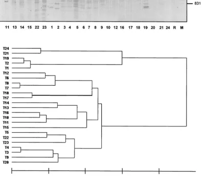 FIG. 4. (a) Patterns of Hin(lambda DNA cleaved withdIII-digested plasmids from transconjugants 1 to 24 and recipient R (negated gel image)